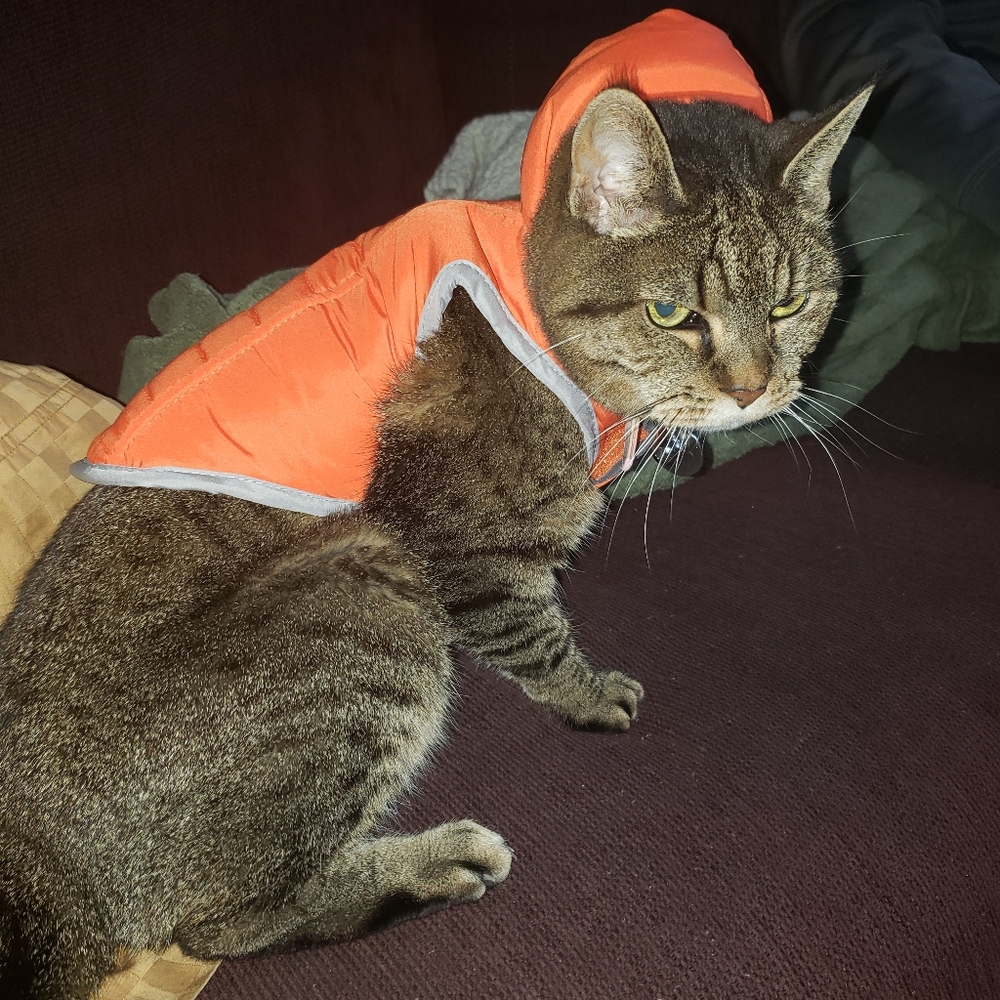 Reversible Pet Puffer jacket - Picture 14 of 14